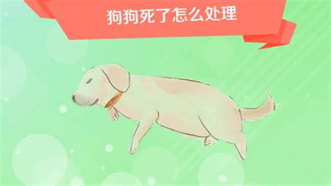 小狗死了|狗去世了怎么妥善地处理爱犬的遗体？一篇文章告诉你